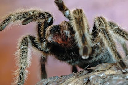 Una araña migalomorfa mostrando sus enormes quelíceros.