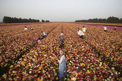 Israelíes recogen flores en un cultivo de ranunculus, en un campo a pocos kilómetros de la frontera entre Israel y la Franja de Gaza.