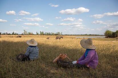 Granjeras de Wanon Niwat, en el norte de Tailandia, vigilan sus búfalos. Los modos de vida tradicionales de la zona se verán en peligro si una empresa china consigue una licencia para abrir una mina de potasio en la región.