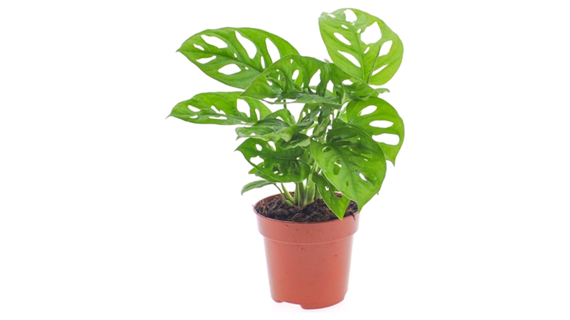 Plantas de interior resistentes, duraderas y muy fáciles de cuidar |  Escaparate: compras y ofertas | EL PAÍS, image size:1960x1100