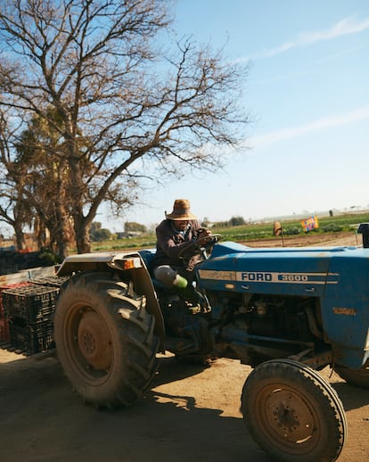 Un tractor en el campo de Gavà, donde el calçot es el cultivo rey del invierno. Lo releva el espárrago cuando llega la primavera.