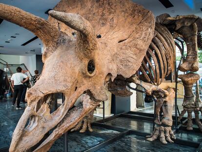 El esqueleto de 'Big John', ya montado en la casa de subastas Drouot.