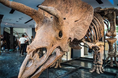 El esqueleto de 'Big John', ya montado en la casa de subastas Drouot.