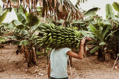 La variedad de plátano más extendida, Cavendish, necesita mucha agua para madurar. Pero tiene sed. Y la humedad y las lluvias abundantes también son necesarios para el café.