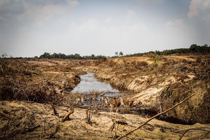 Proceso de tala y evacuación parcial de la cobertura vegetal para instalar el embalse de la central Sinop, Mato Grosso, Brasil.