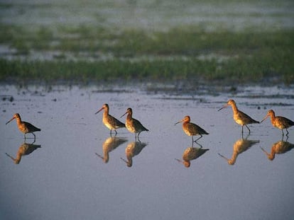 Un grupo de agujas colinegras, una de las 50 especies diferentes de aves que habitan en la reserva natural de las Marismas de Santoña.