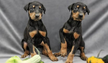 Una imagen promocional de la empresa estadounidense ViaGen Pets, especializada en la clonación de mascotas.