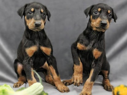 Una imagen promocional de la empresa estadounidense ViaGen Pets, especializada en la clonación de mascotas.
