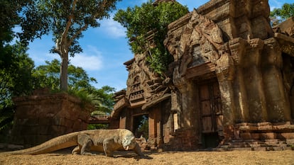 El dragón de Komodo, del que apenas quedan 1.500 ejemplares en todo el planeta, se ha reproducido en Fuengirola (Málaga).