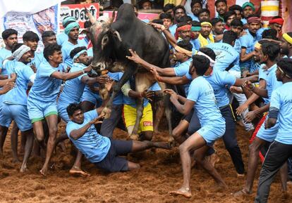 Un grupo de participantes indios intentan controlar un toro durante la doma anual de 'Jallikattu', en la aldea de Palamedu, ubicada en el estado sureño de Tamil Nadu.