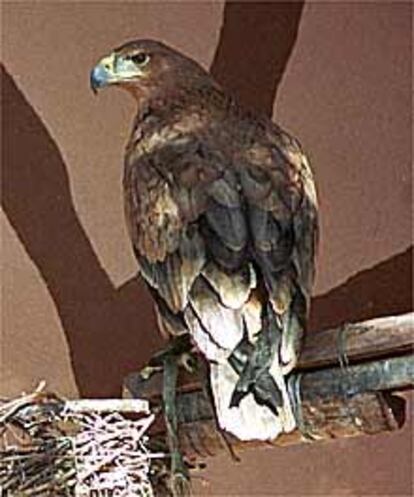 Ejemplar de águila imperial, especie en extinción.