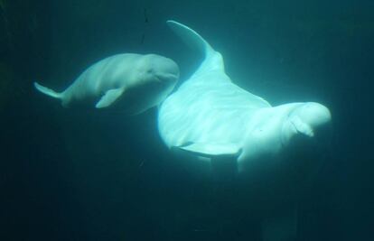 Una beluga y su cría en el acuario de Vancouver, Canadá