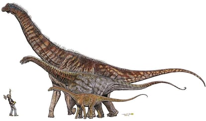 Comparación entre dinosaurios brasileños, de menor a mayor: Gondwanatitan faustoi (8 metros), Maxakalisaurus topai (13 metros) y Austroposeidon magnificus (25 metros).
 	
 