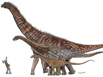 Comparação entre dinossauros brasileiros, de menor a maior: Gondwanatitan faustoi (8 metros), Maxakalisaurus topai (13 metros) e Austroposeidon magnificus (25 metros).