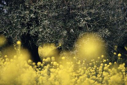 'Flores cercanas. Olmo con jaramago', una de las 67 obras de Schommer que se exponen en la Casa de Vacas. La exposición muestra la belleza de la naturaleza pero desde la particular visión de Schommer en un trabajo poco conocido.