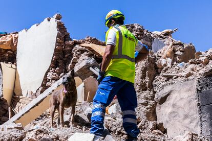 Homero, a rescue dog with the SAMU team, searching among rubble in Anerni. 