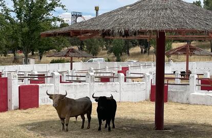 Dos de los toros anunciados, expuestos en La Venta del Batán.