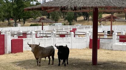 Dos de los toros anunciados, expuestos en La Venta del Batán.