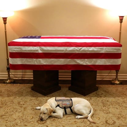 'Sully' fue el perro del presidente de los Estados Unidos George H.W. Bush, cuya imagen al lado del ataúd de su dueño —que falleció el año pasado— recorrió todo el mundo.