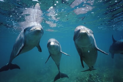 Dolphins friendship