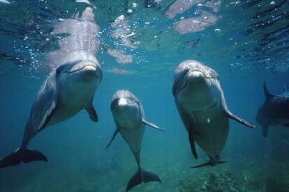 Dolphins friendship