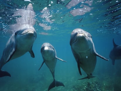 Delfines nariz de botella ('Tursiops truncatus') en Honduras.