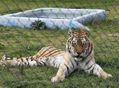 Un tigre del Safari de Aldea del Fresno (Madrid), denunciado por Infozoos por su mal estado.