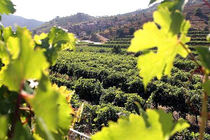 Vinyes del Priorat, amb Porrera al fons. 