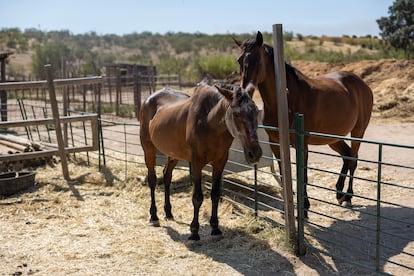 Dos de los caballos rescatados en el santuario.