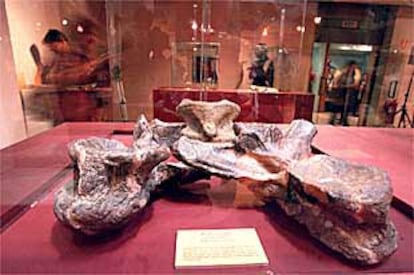 Fósiles de Morella expuestos en la muestra del Museo Nacional de Ciencias Naturales en Madrid.