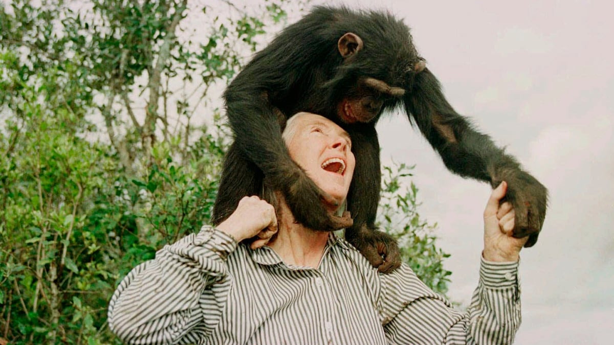 Lo que Jane Goodall nos aportó