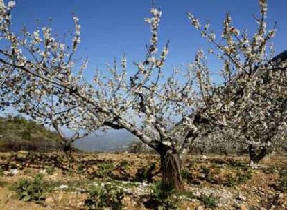 Cerezos en flor en sierra Mágina, en la provincia de Jaén.