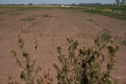 Se teme que la producción de soja sea uno de los cultivos más afectados. En la imagen, una plantación de frijoles de soja diezmada por la sequía.