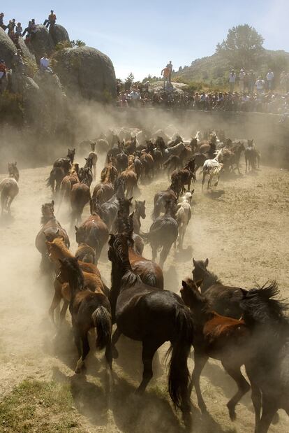 Entrada, el domingo pasado, de los caballos en el curro de Laceiras.