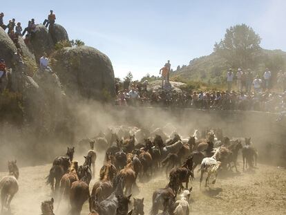 Entrada, el domingo pasado, de los caballos en el curro de Laceiras.