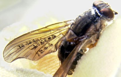 Una mosca con las alas pintadas por el artista chino Chen Frong-shean.