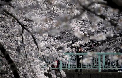 El 23 de marzo la Agencia Meteorológica de Japón (JMA) anunció que los cerezos estaban empezando a florecer en el templo Yasukuni de Tokio, referente que marca el inicio del 'sakura' en la capital. En la imagen, una mujer hace fotos en Tokio (Japón).