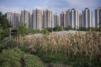 La granja comunitaria de Mapopo y, en el fondo, los edificios del pueblo de Fanling, una de las localidades afectadas por el Nuevo Plan de Desarrollo del Noreste de los Nuevos Territorios, que supondrá el desplazamiento de más de 6.000 agricultores y aldeanos. En Mapopo trabajan 10 personas: igual que Chan Gar Sun (en la foto), que hasta hace poco trabajaba en la universidad, la mayoría tiene estudios y ha crecido en la ciudad.