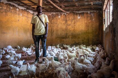 Omar Sowe, avicultor que vive con otros retornados en una pequeña comuna en las afueras de la ciudad de Buniadu, Gambia, el pasado mes de abril.