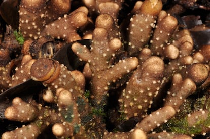 Apenas se conocen 50 ejemplares de la especie 'Balanophora coralliformis', una planta parásita que no tiene clorofila y por lo tanto es incapaz de hacer la fotosíntesis. Su alimentación depende de parasitar a otras plantas. La especie, que vive a unos 1.500 metros de profundidad en las aguas del archipiélago de Filipinas, se asemeja a un coral y se considera en peligro crítico de extinción.