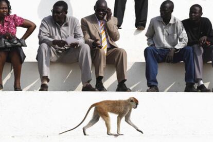 Un mono se pasea entre la gente durante un ensayo de las celebraciones del Día de la Independencia en Juba.