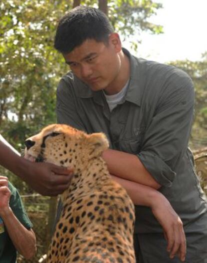 Yao Ming con un guepardo durante su viaje a Kenia.