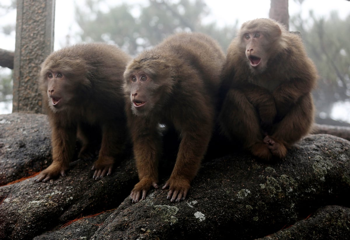 Los macacos revelan su afinidad por la música, un eco de nuestros orígenes.