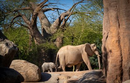 La cría de elefante africano, nacida este año en Bioparc Valencia, se llama 'Malik'. El nombre fue elegido por votación popular.