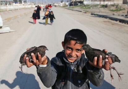 Un niño iraquí muestra dos polluelos mientras abandona la zona de conflicto que enfrenta a las fuerzas iraquíes y al Estado Islámico (EI), en Mosul (Iraq).