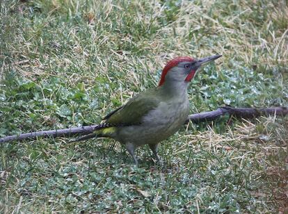 Un pito real, 'Picus viridis'. Es un pájaro carpintero que puede llegar a medir 25 centímetro. Vive en Europa y el oeste de Asia. Habita en todo tipo de masas forestales, incluso zonas de matorral, y también en parques y jardines en zonas urbanas.