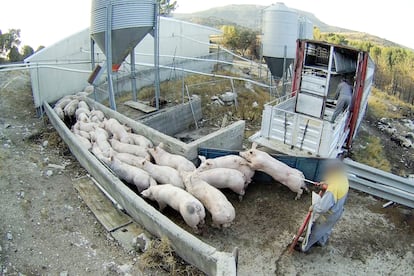 Captura de vídeo que muestra a un trabajador pinchando a un cerdo de la granja Domingo del Pozo (Burgos), denunciada por maltrato animal. 