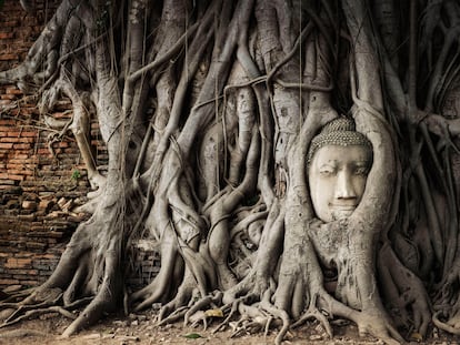 La cabeza de Buda envuelta (o protegida) entre raíces es una de las fotos más repetidas el sitio histórico de Ayutthaya.