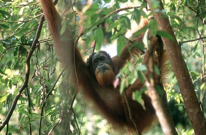 Uno de los orangutanes observados durante el censo.