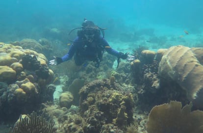 Biologist Nancy Knowlton diving in the Pacific Ocean. Courtesy photo.
